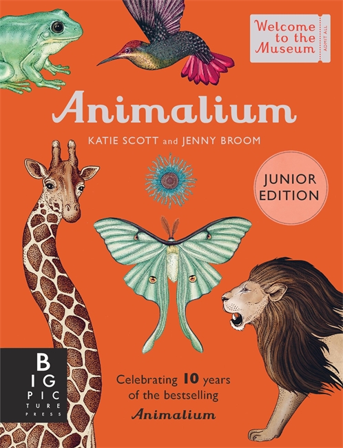 Book cover for Animalium (Junior Edition)
